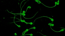 CIENCIA Y SALUD. Tecnología desarrollada por investigadores del CONICET logra aumentar tasas de éxito de reproducción asistida en estudios preclínicos y clínicos